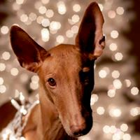 Fabulous Pet Portraits in Columbus