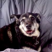 Happy Tails