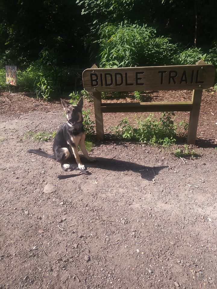 Photo Opp for Cyrus  2 week board and train