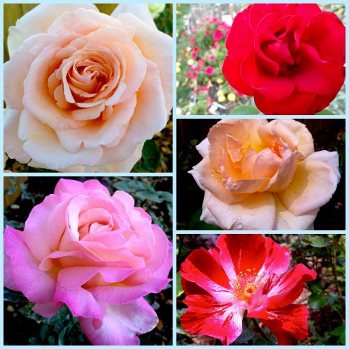 High quality rose plants from Timberline Gardens