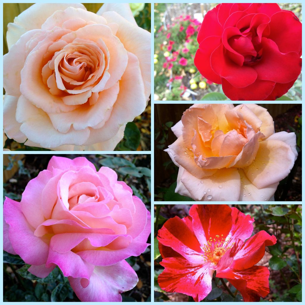 High quality rose plants from Timberline Gardens