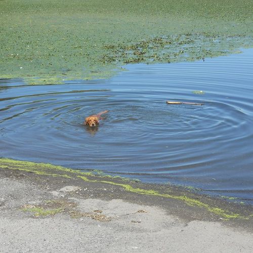Leonora Enjoys a swim on a hot summer day