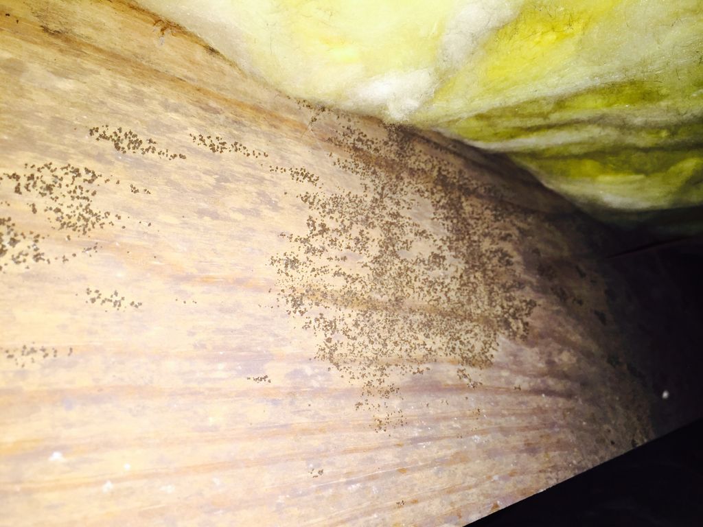 Wood decay fungus