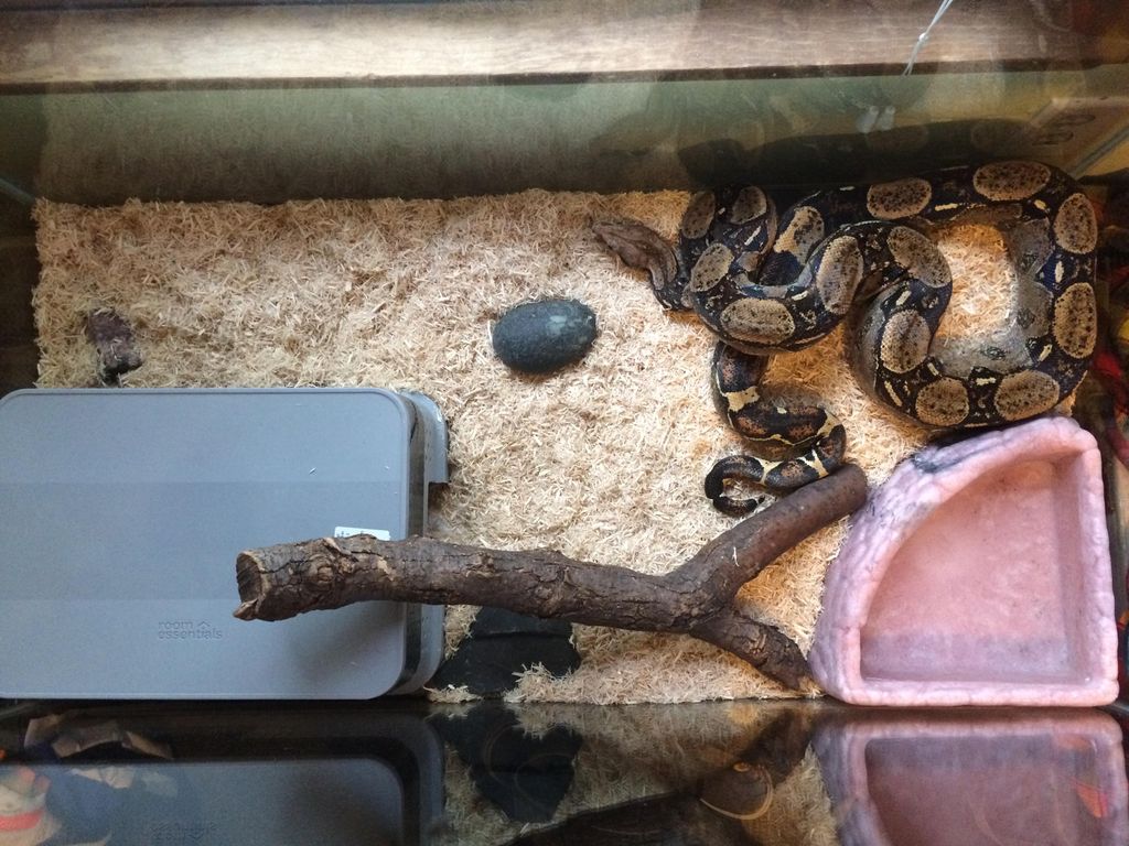 All kinds of life: Any temperament, size or specie