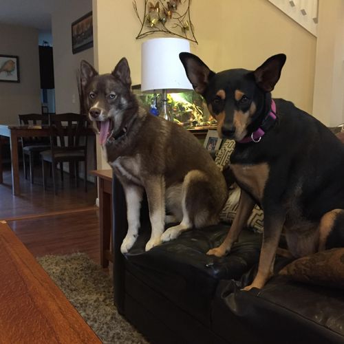 Dogs allowed on Furniture 