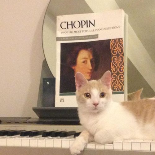 Nugget taking a break on the keys with some Chopin