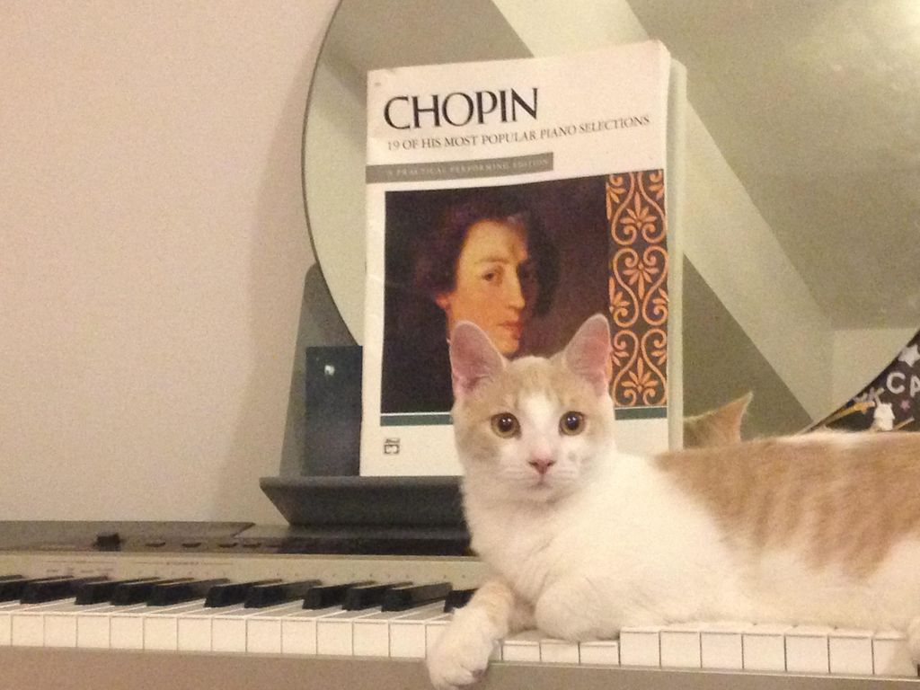 Nugget taking a break on the keys with some Chopin