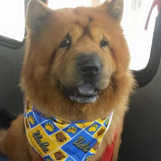 for the love of dogs mobile grooming