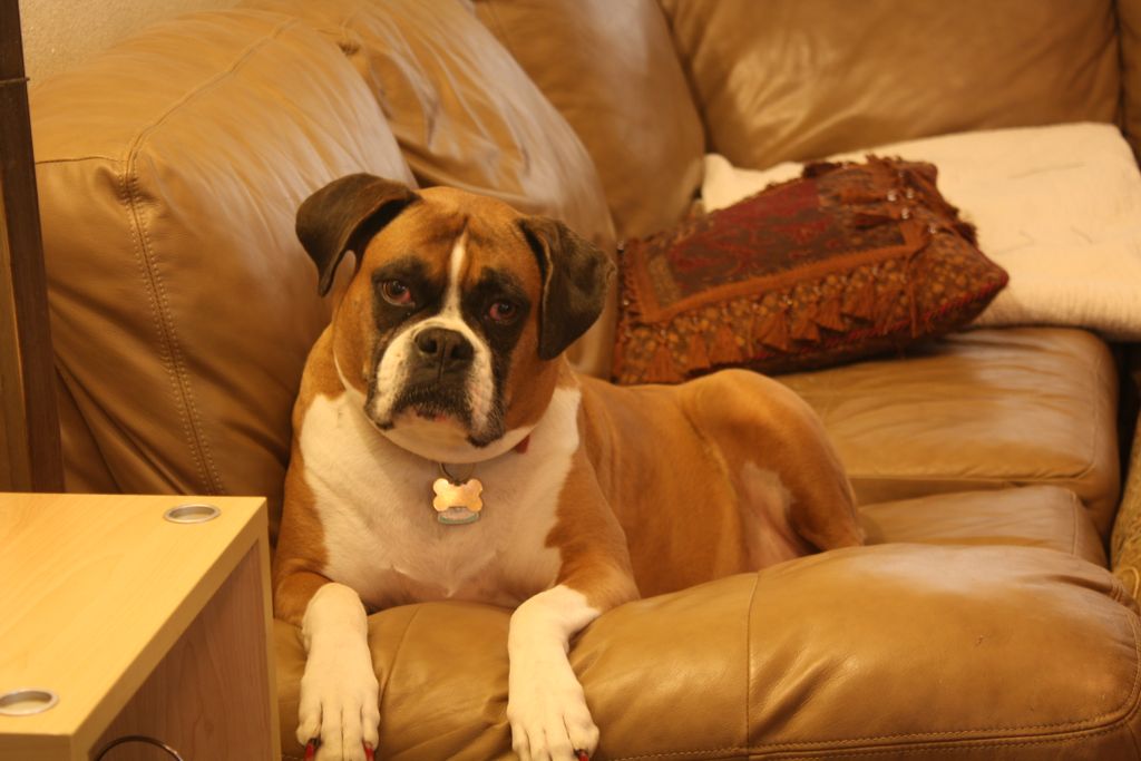 This is Soda Pop our Oldest Boxer