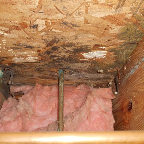Mold colony in this crawl space living on moist wo