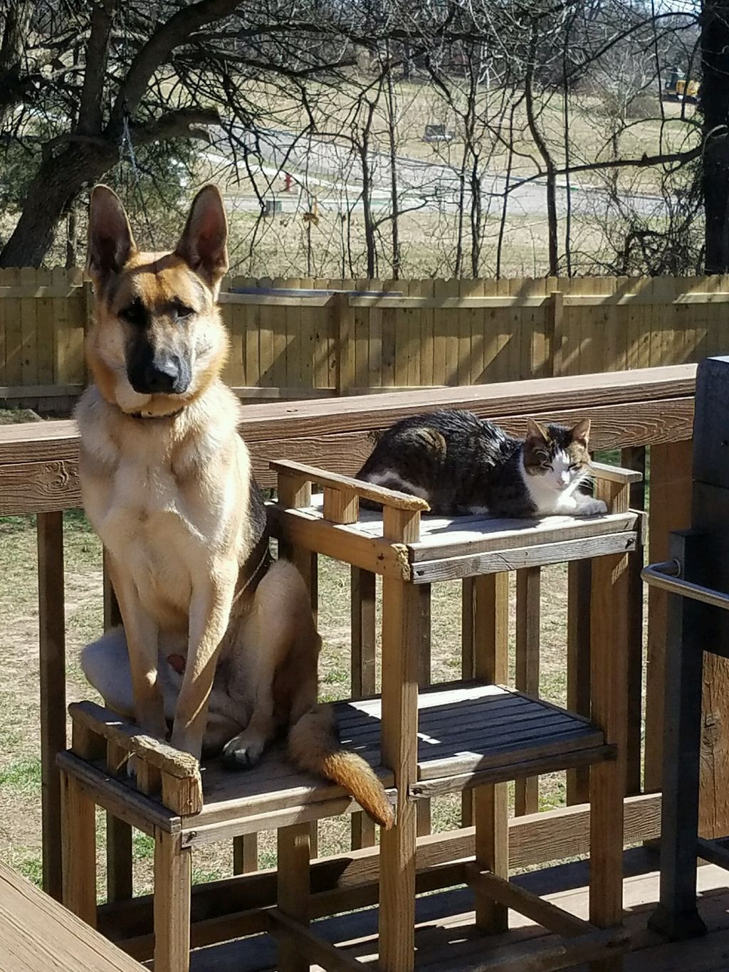 Saber and his feline friend, Cheyenne..