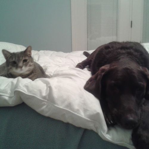 Calloway the cat and her best Friend Max. Max had 