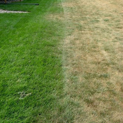 Treated vs. untreated lawn