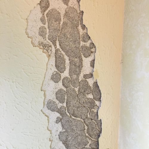 Termites making channels/ tunnels between paint an