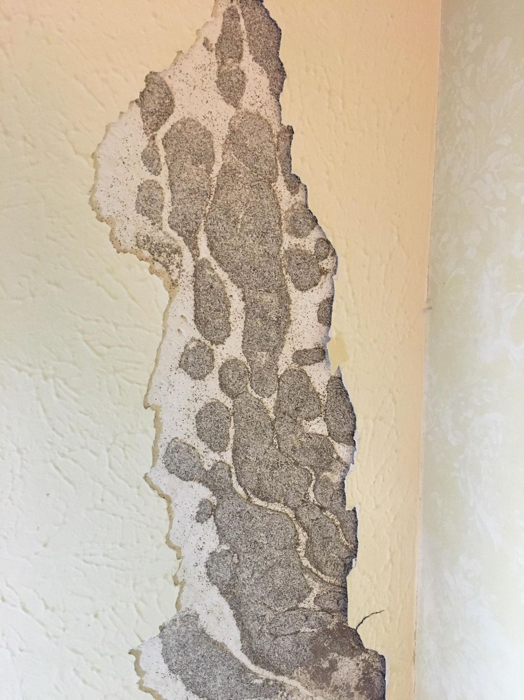 Termites making channels/ tunnels between paint an
