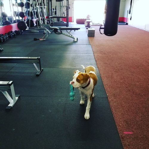 Mya is our "gym dog"