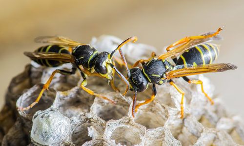 Wasp Nest