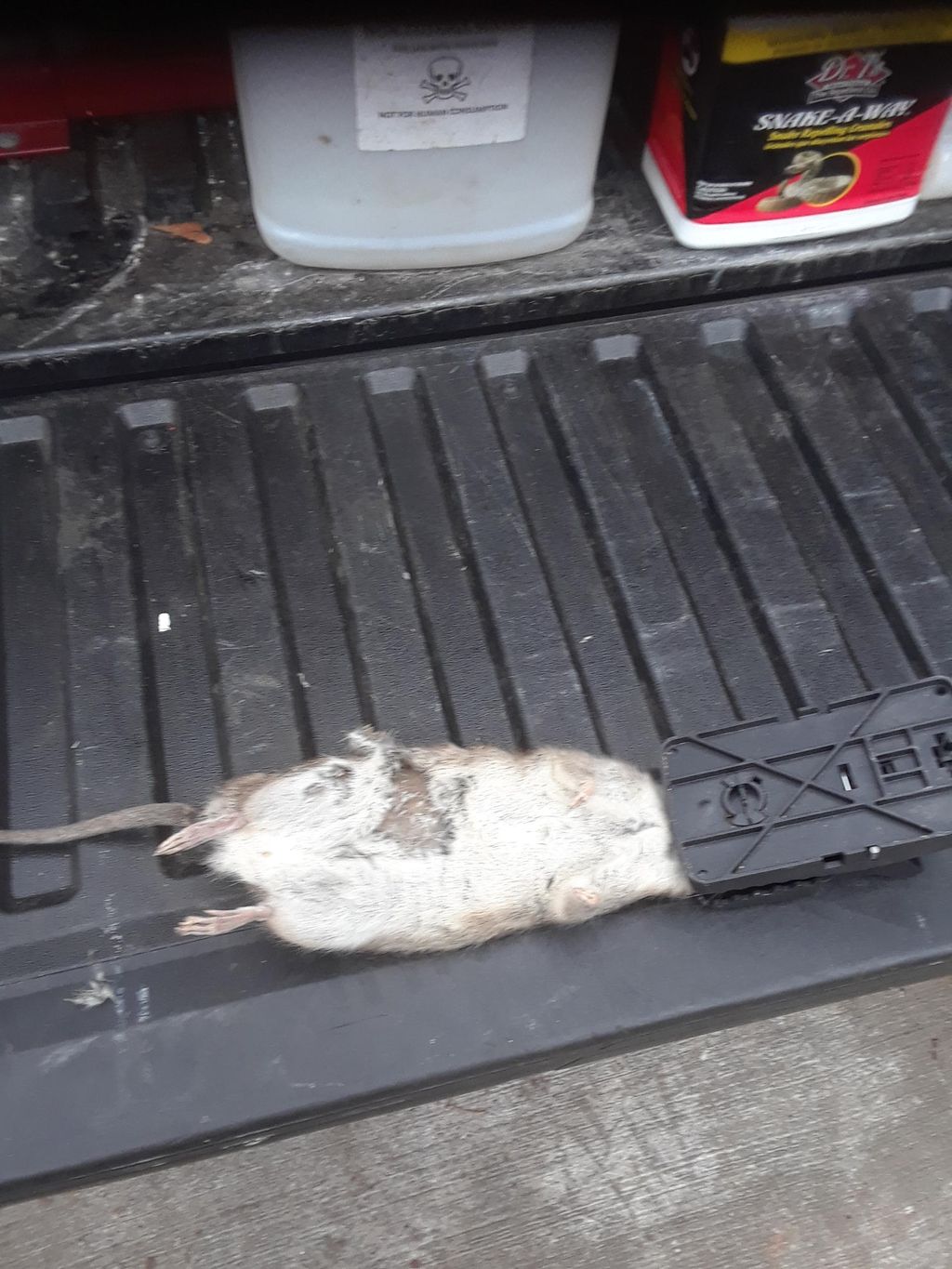  snap traps in a crawl space can do the trick