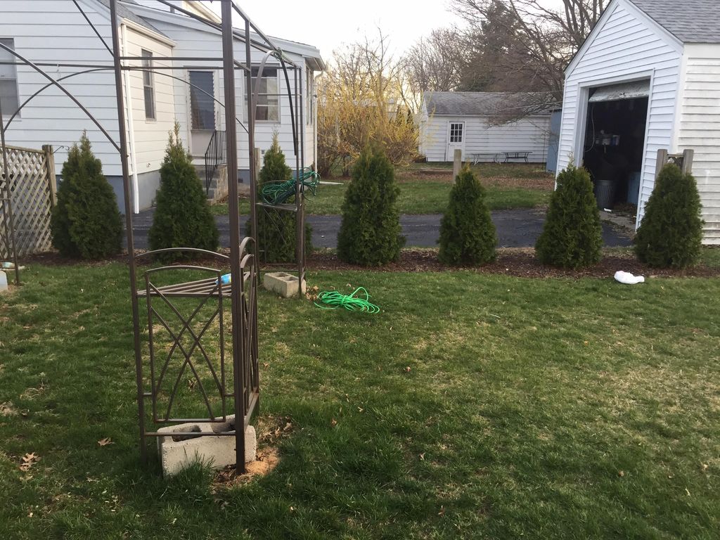 These arborvitaes were planted 2 years ago for one