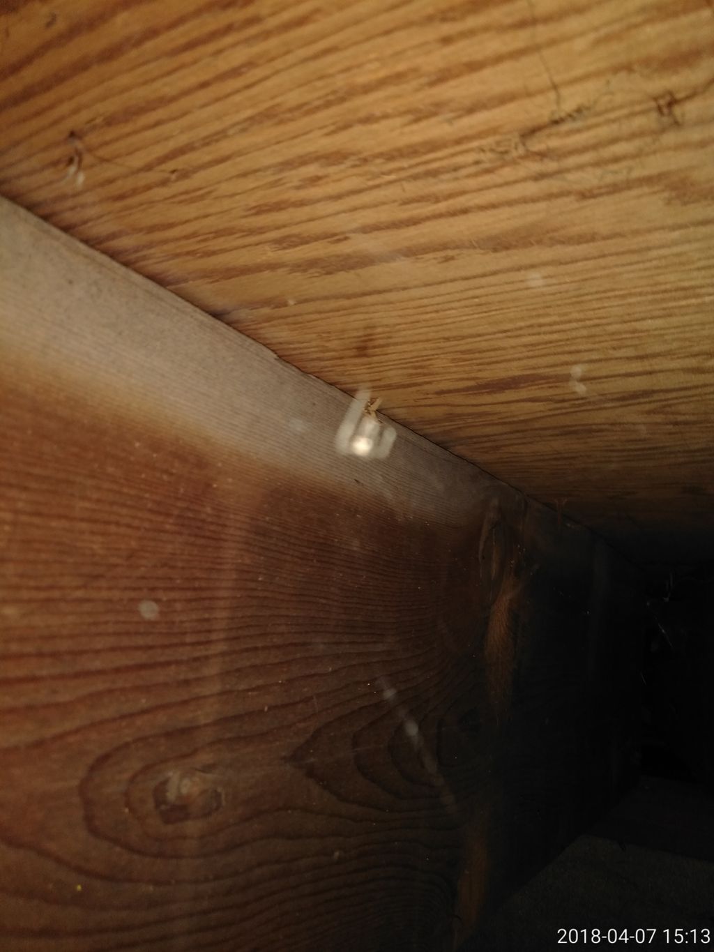 Mold colonies along top of floor joists