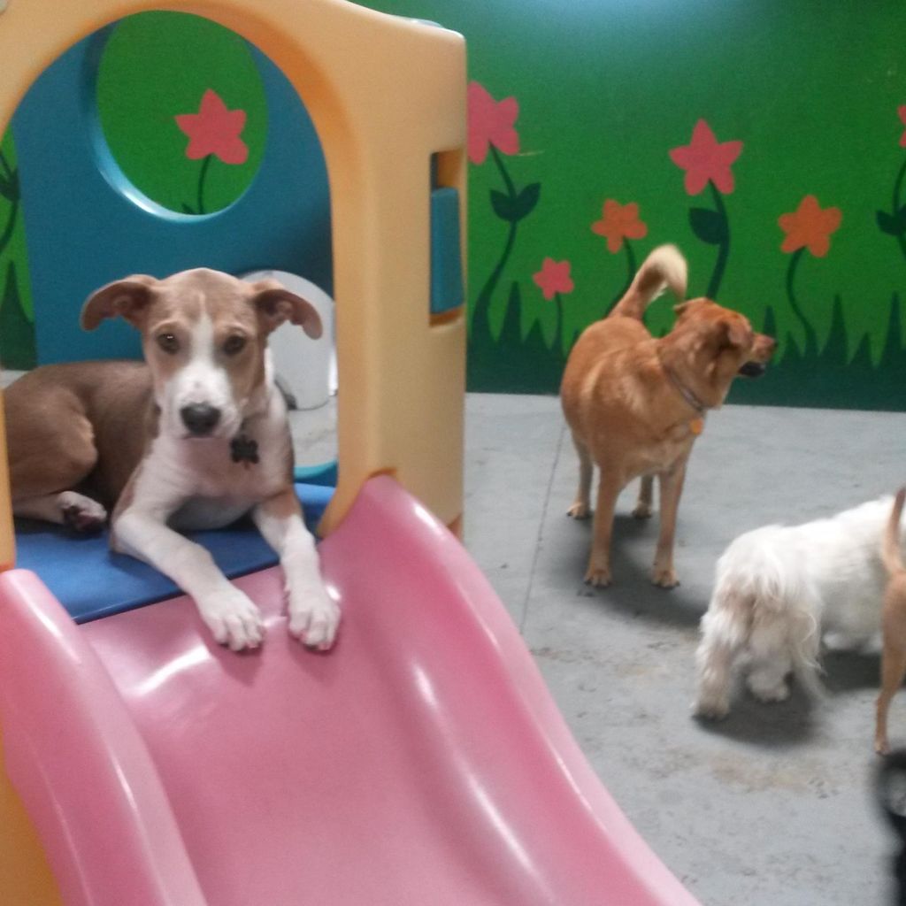FREEPLAY DOGS Doggy Daycare, Cageless Dog Board...