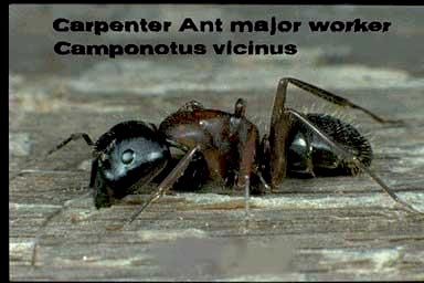 Our most common service call, Carpenter ants are t
