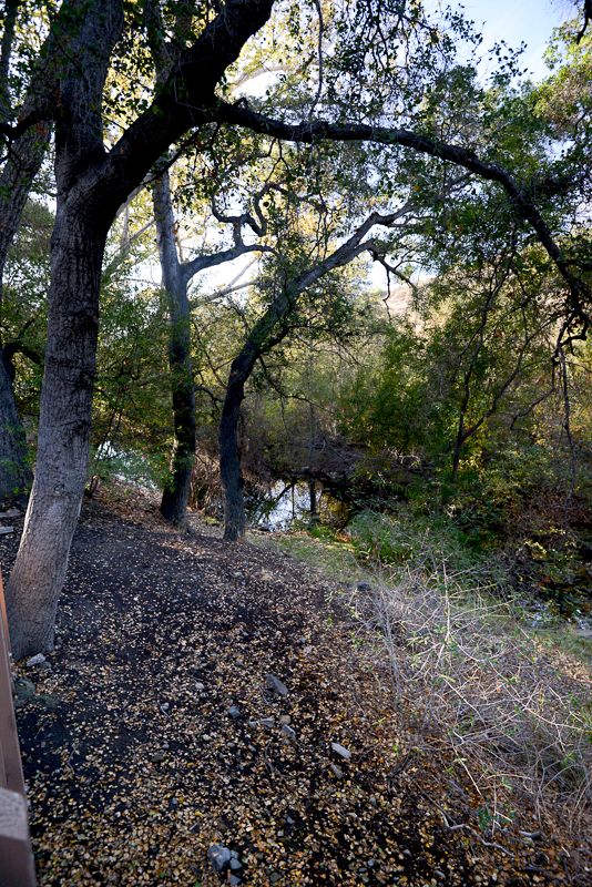 it backs to a creek with many oak trees surroundin