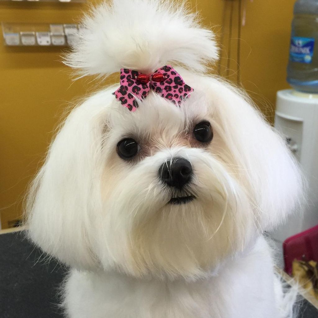 suzy's grooming salon