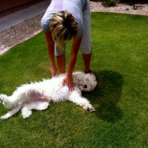 I love my pet sitter, she gives great massages :)