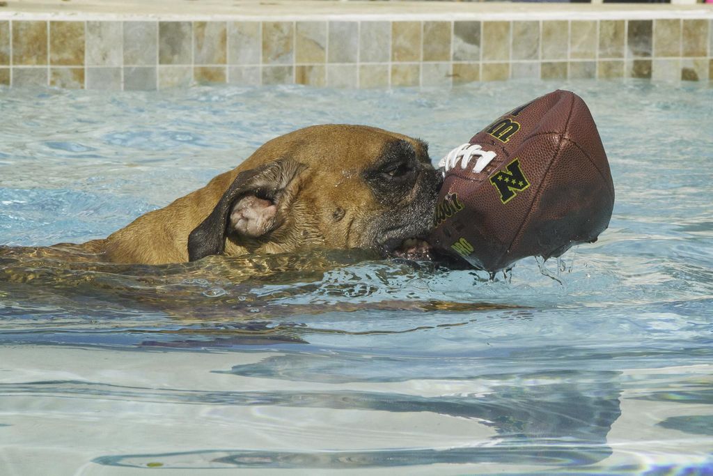 "Champ" won't let that football sink! He jumps in 