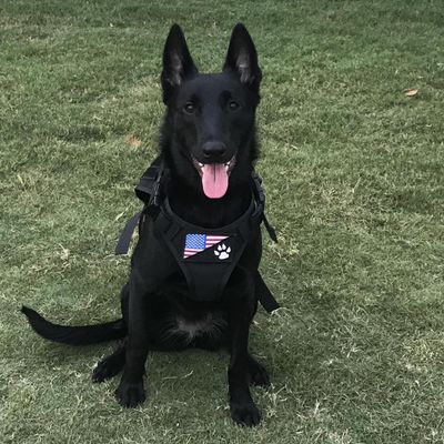 Avatar for Bulletproof Dog Training