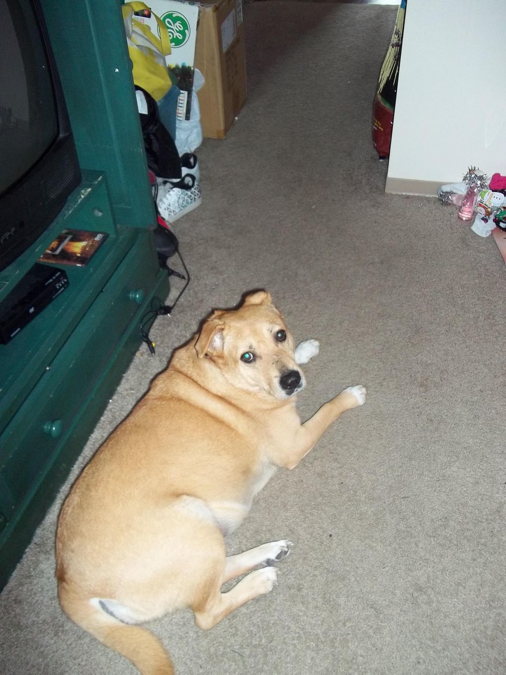 Hi Im Punkin.  I enjoy long walks and company.  :)