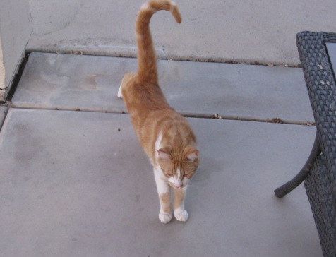 Moses, the typical independent feline! Pet sat for