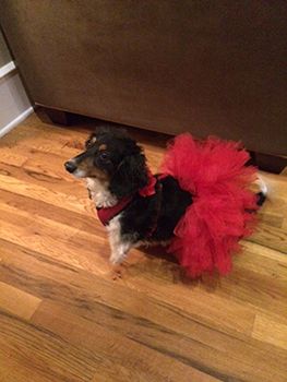 (Bella in her Halloween costume.)