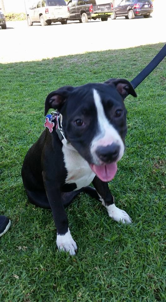 Daisy, pit puppy for group obedience