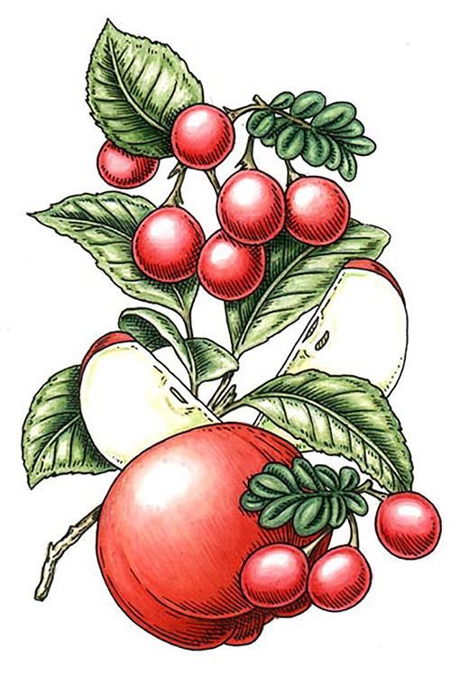 Cranberry Apple botanical illustration