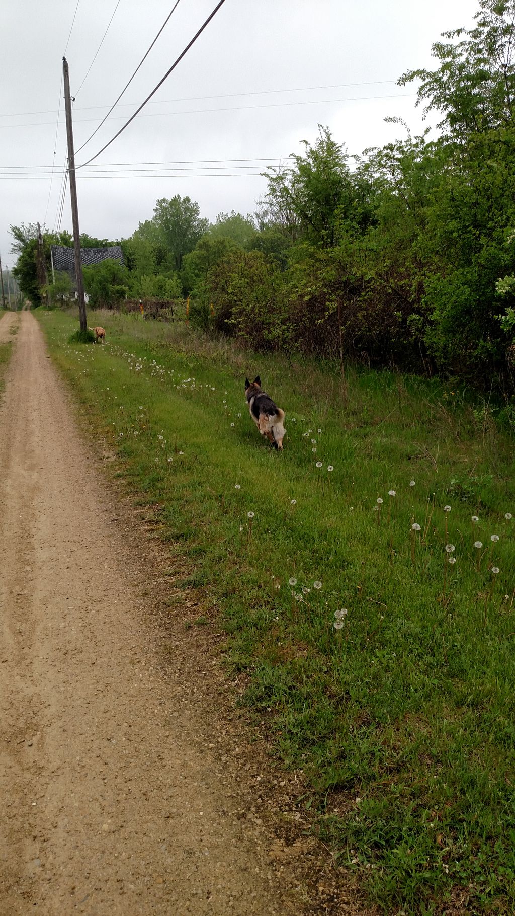 On a walk down my neighbors driveway with doggie J