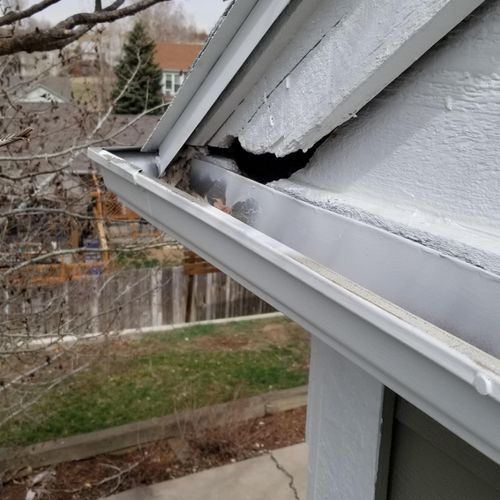 Squirrel damage on a roof