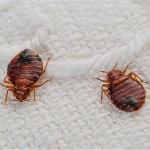 Yes we take care of bed bugs!