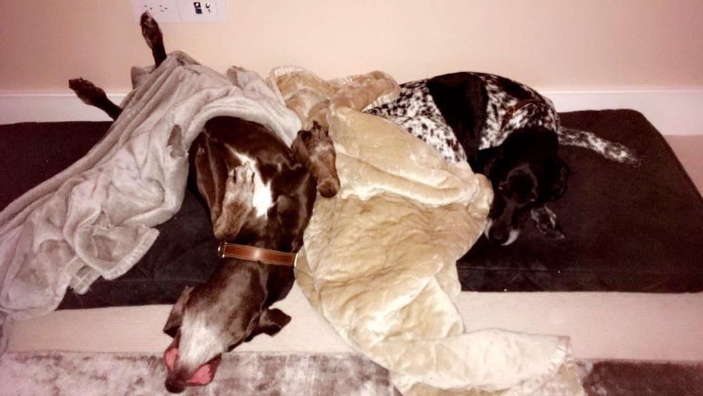 Very happy pups enjoying a relaxing nap while in m