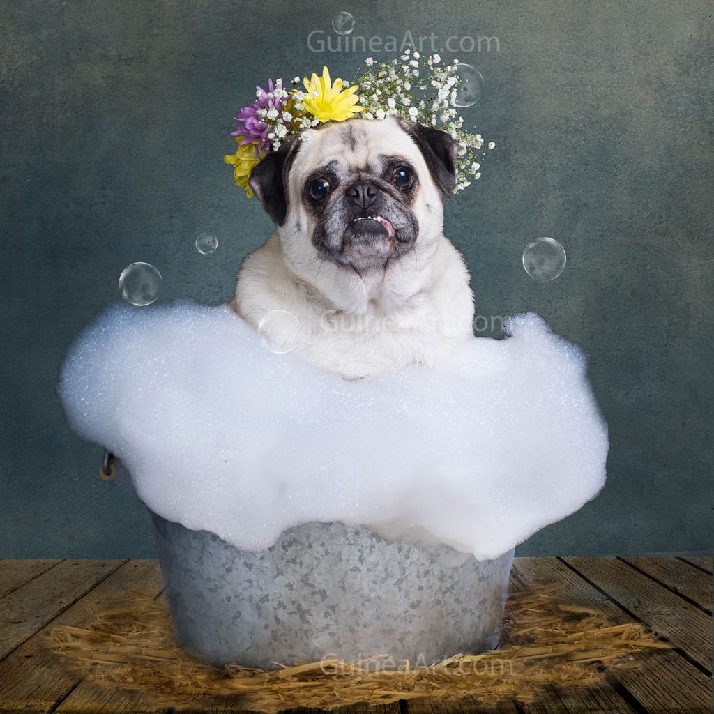 My pet portraits are works of art that are ready t