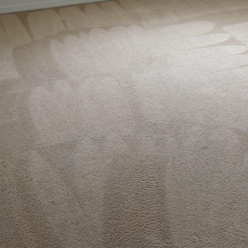 Steam Cleaned Carpet