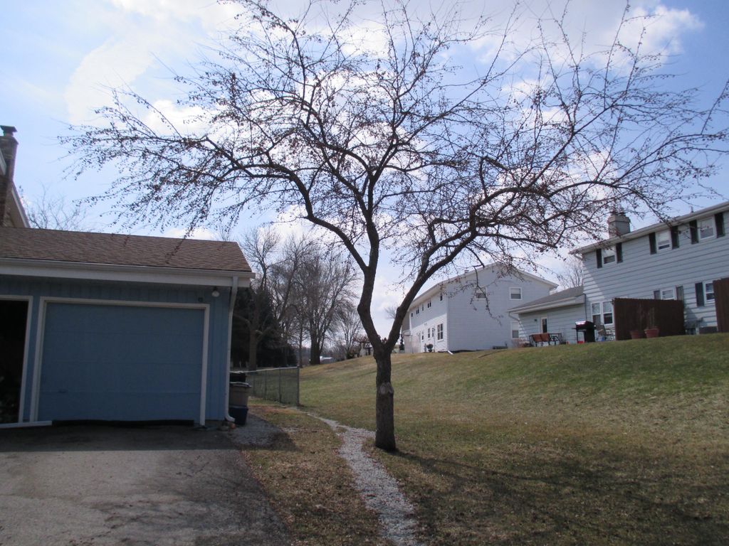 Medium tree to be taken down and hauled away.