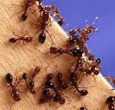 Ants are one of the top 5 reasons people need pest