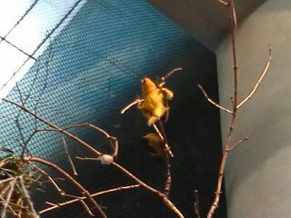 Twitty bird
