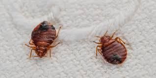 show how bed bugs look