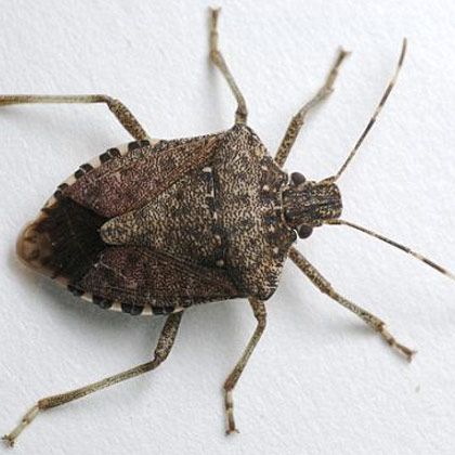 Stink Bug
