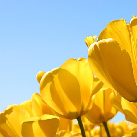 Spotless Cleaning Service