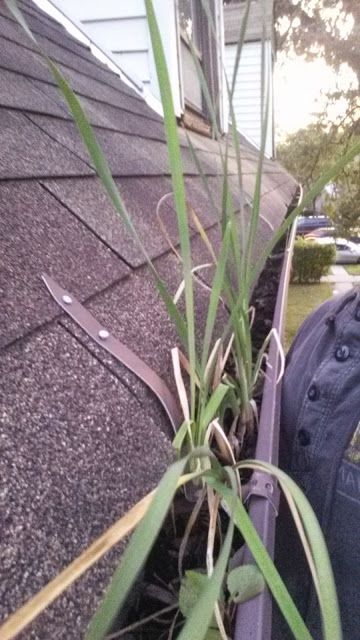 Debris DAMAGES your gutter