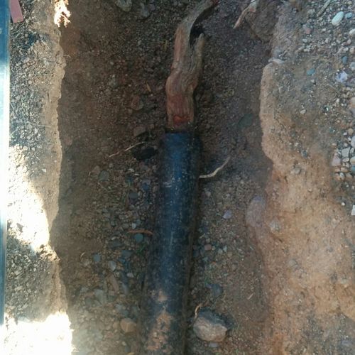 Root growing in a sewer line